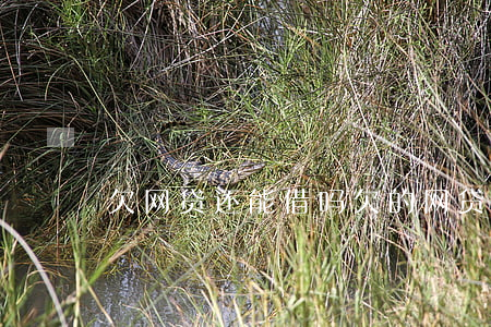 欠网贷还能借吗(欠的网贷还用还吗)