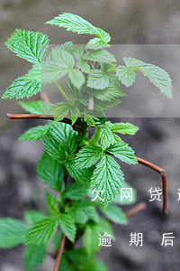 欠网贷逾期后还能办新的银行卡吗-欠网贷逾期后还能办新的银行卡吗知乎