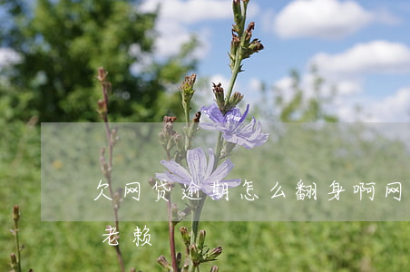 欠网贷逾期怎么翻身啊(网贷逾期多久会成为老赖)