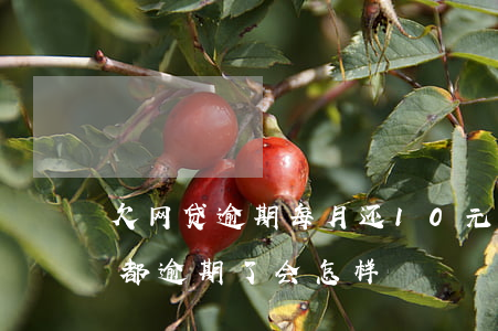 欠网贷逾期每月还10元有用吗(欠十个网贷都逾期了,会怎样)