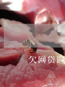 欠网贷逾期还不起的群(网贷逾期讨论群)