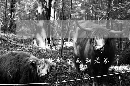 欠网贷邮东西到老家