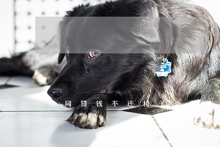 欠网贷钱不还村子(全村借钱网贷不还的)