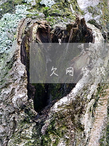 欠网贷钱跑路会怎么样
