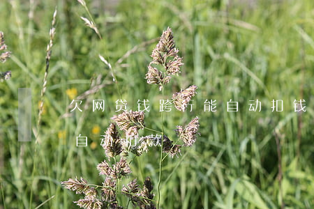 欠网贷钱跨行能自动扣钱吗(能不能解除网贷自动扣款)