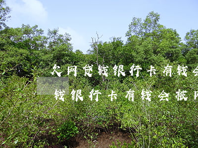 欠网贷钱银行卡有钱会被网贷扣吗-欠网贷钱银行卡有钱会被网贷扣吗怎么办