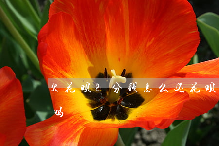 欠花呗2分钱怎么还(花呗的钱能分两次还清吗)