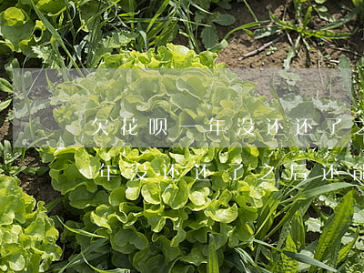 欠花呗一年没还还了之后还能用吗(欠花呗一年没还还了之后还能用吗)