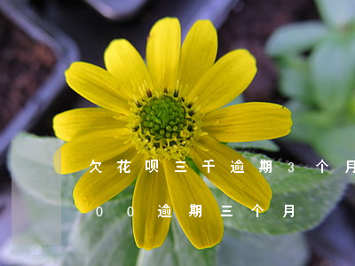 欠花呗三千逾期3个月-支付宝欠花呗3000逾期三个月