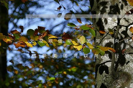 欠花呗借呗美团可以向银行贷款吗-欠花呗借呗美团可以向银行贷款吗安全吗