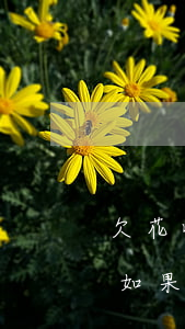 欠花呗几百块钱一年没还(花呗欠了1千块钱如果长期不还怎么样)