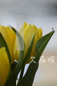 欠花呗没钱还(花呗欠钱不还清会怎么样)