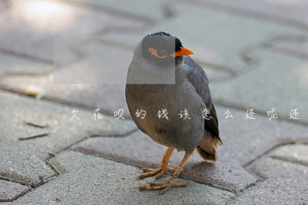 欠花呗的钱该怎么还呢(还花呗的钱怎么还)