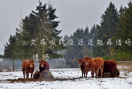 欠花呗钱没还还能再借吗(花呗的钱没还还能借吗)