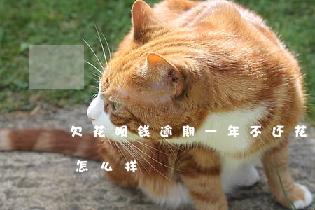 欠花呗钱逾期一年不还(花呗不还或者逾期会怎么样)