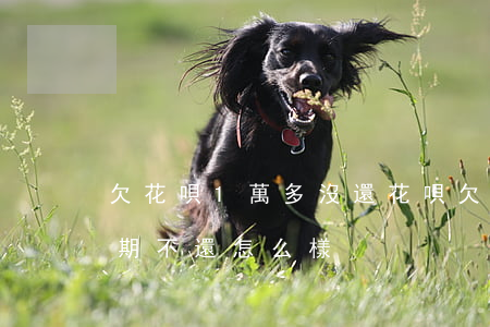 欠花唄1萬多沒還(花唄欠了1千塊錢如果長期不還怎么樣)