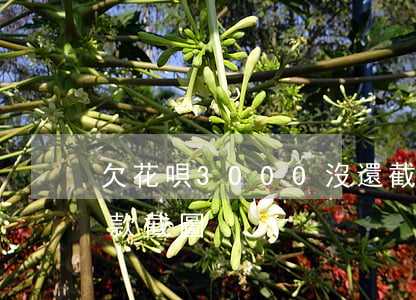 欠花唄3000沒還截圖(花唄4000未還款截圖)