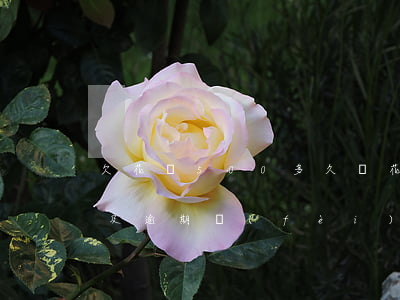 欠花唄500多久還(花唄500欠3年后果及逾期費(fèi)用是多少)