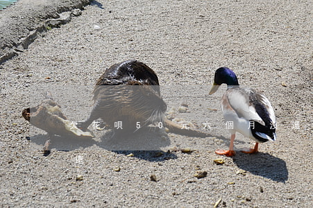欠花唄50元六個月沒還(花唄借了50元沒還)