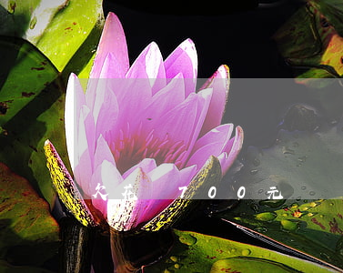 欠花唄700元沒還