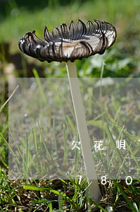 欠花唄780塊錢逾期了會怎么樣-欠花唄780塊錢逾期了會怎么樣嗎