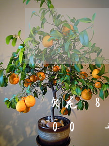 欠花唄800兩年沒(méi)還(欠花唄800兩年沒(méi)還)