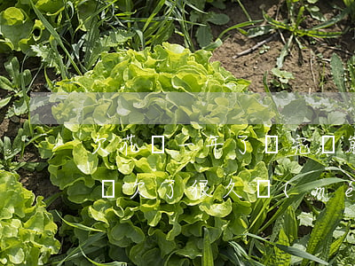 欠花唄一年了還完還能繼續(xù)用嗎(花唄欠了很久沒(méi)有還,,現(xiàn)在還,還能用嗎)