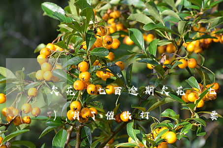 欠花唄七百逾期(欠花唄七百逾期兩個(gè)月了催收打電話說要上門真的假的)