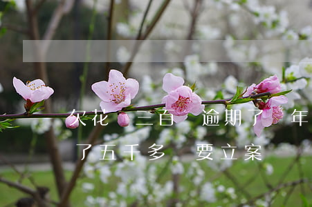 欠花唄三百塊逾期了兩年(花唄逾期兩年多,欠了五千多說要立案)