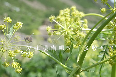 欠花唄借唄5千多收到了律師函-