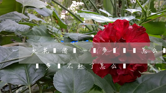 欠花唄借唄一萬多沒錢還怎么辦(借唄欠了一萬多還不起了怎么辦)