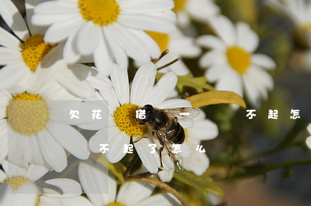 欠花唄借唄一萬還不起怎么辦(借唄欠了1萬還不起了怎么辦)