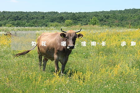 欠花唄借唄信用卡還逾期