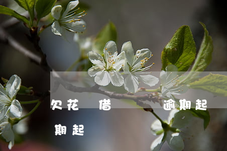 欠花唄借唄幾萬逾期起訴(欠花唄借唄幾萬逾期起訴)