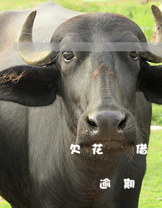 欠花唄借唄逾期會(huì)坐牢(支付寶借唄逾期會(huì)起訴嗎?會(huì)不會(huì)坐牢)