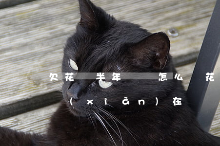 欠花唄半年沒還怎么辦(花唄欠了很久沒有還,,現(xiàn)在還,還能用嗎)