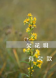 欠花唄沒逾期可以買房(花唄也沒有逾期也沒有欠款怎么不能用了)