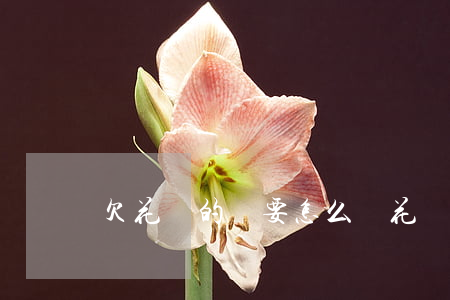 欠花唄的錢要怎么還(花唄欠費怎么還)