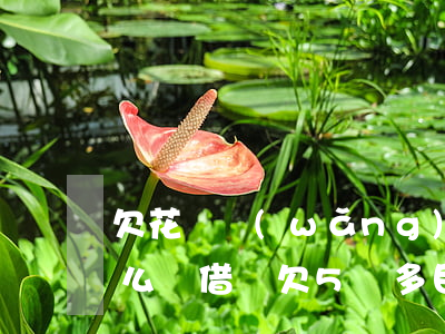 欠花唄網(wǎng)貸5萬多還不上了怎么辦(借唄欠5萬多目前還不上怎么辦呢)