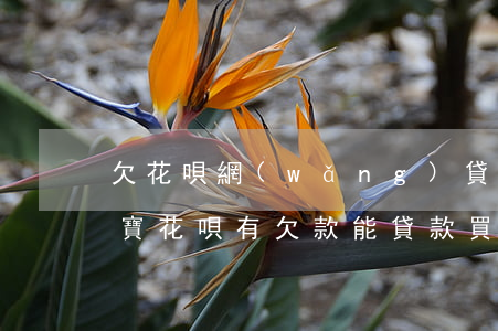 欠花唄網(wǎng)貸能貸款買房嗎(支付寶花唄有欠款能貸款買房)