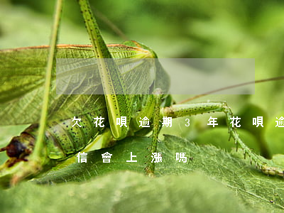欠花唄逾期3年 花唄逾期三年了還了以后征信會上漲嗎