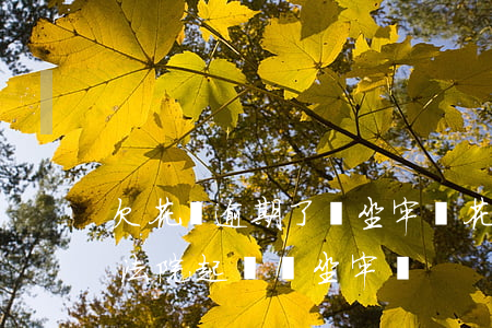 欠花唄逾期了會坐牢嗎(花唄逾期無力償還被法院起訴會坐牢嗎)