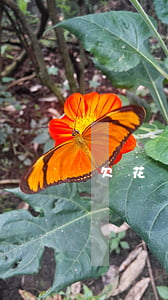 欠花唄逾期可以分期嗎(欠花唄逾期可以分期嗎)