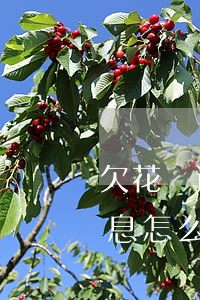 欠花唄逾期怎么辦要利息(支付寶花唄逾期利息怎么多少)