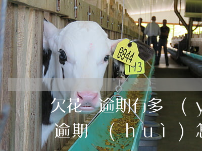 欠花唄逾期有多嚴(yán)重了(欠了花唄逾期會(huì)怎么樣)