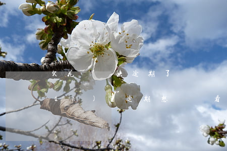 欠花唄錢快逾期了沒錢還怎么辦(花唄嚴(yán)重逾期,想還錢看不到怎么辦)