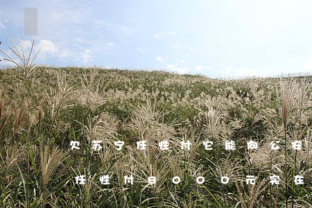 欠苏宁任性付它能向公安局报案吗-欠苏宁任性付8000元,实在没钱还,他们说要报案处理