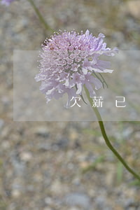 欠薪已還被起訴