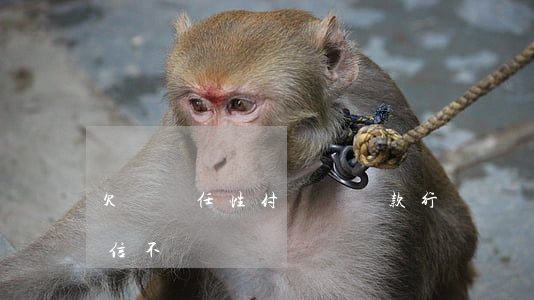欠蘇寧任性付買車貸款行嗎(蘇寧任性付上征信不)