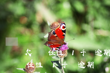 欠蘇寧任性貸1千塊逾期幾個月了-欠蘇寧任性貸1千塊逾期幾個月了怎么辦